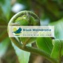 Brook Waimārama Sanctuary – The First Issue Of ENews For 2023 Is Now Available
