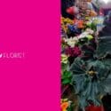Check Out Our New Black Mamba Begonias: Expressions Florist