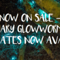 Glowworm Tours Are Back At The Brook Waimārama Sanctuary