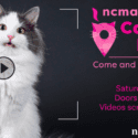 NCMA Fundraiser – New Zealand’s First Ever Cat Video Festival