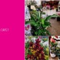 New Plant Shipment!: Expressions Florist