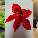 Techili – Some Like It HOT! Organic Chilli Sauce Made In Sunny Nelson