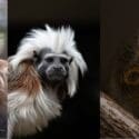 International Primate Day: Natureland Wildlife Trust