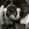 Celebrate International Lemur Day On The 27th Of October: Natureland Wildlife Trust