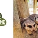 Tucked Up Inside Our Meerkat Den Are Five Little Babies: Natureland Wildlife Trust