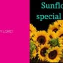 Sunflower Special Today: Expressions Florist