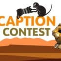 Animal Antics: Comedy Wildlife Photography: Nelson Provincial Museum