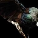 ‘Te Hītori Aotūroa: Learning From Nature’ – On Now Until May 5th