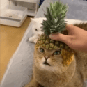 Funniest Animals 😄 New Funny Cats And Dogs Videos 😹🐶