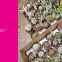 Lots Of New Cacti!!: Expressions Florist