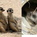 Natureland’s New Meerkat Pups Are Ready For You