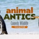 Animal Antics – Comedy Wildlife Exhibition: Nelson Provincial Museum