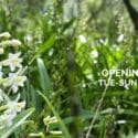 Let’s Make Our Open Day A Green Event!: The Brook Waimārama Sanctuary