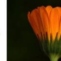 Calendula – Super Flower Power!: Global Soap