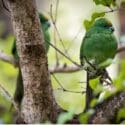Did You Know That Nearly One In Three Parrot Species Are Threatened: The Brook Waimārama Sanctuary