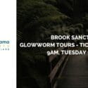 Glowworm Tours Are Now Open For Bookings: The Brook Waimārama Sanctuary