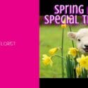 Spring Bulbs Are Available!: Expressions Florist