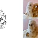 Baby Alpaca Plushies : Little Beehive Co-op