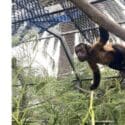 Help Build A New Capuchin Exhibit At Natureland