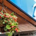 Help Plant Nelson’s Hanging Flower Baskets: Nelson City Council