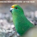 When Someone Mentions Bird Of The Year, Pick Me: The Brook Waimārama Sanctuary