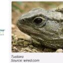 Announcing The Arrival Of Tuatara!: The Brook Waimārama Sanctuary
