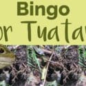 Bingo Night For Tuatara: The Brook Waimārama Sanctuary
