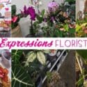 New Plants Have Arrived: Expressions Florist