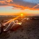 Second Pod Of Whales Stranded At Golden Bay