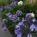 Kiwis’ Love-hate Relationship With Agapanthus