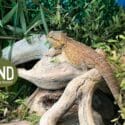 The Wait Is Up! Meet TIWI: Natureland Wildlife Trust