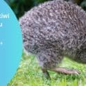 Little Spotted Kiwi To Return To The Region