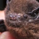 Endangered Bats Move Closer To Nelson
