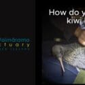 How Do You Bring A Kiwi Home?: The Brook Waimārama Sanctuary