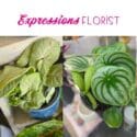 Plant Sale Begins: Expressions Florist