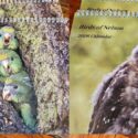 2026 Calendars – Now Available!: The Brook Waimārama Sanctuary