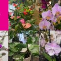 New Plants Alert!: Expressions Florist