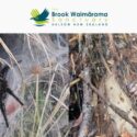 2026 Bug Of The Year Is Here!: The Brook Waimārama Sanctuary