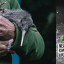 A Newly Hatched Kiwi Pukupuku Chick Was Spotted On Camera Six Months After They Were Reintroduced In The Predator-free Brook Waimārama Sanctuary