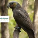 Brook Waimārama Sanctuary To Welcome Kākā