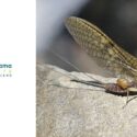 Ngahere Neighbourhood: Piriwai (spiny Gilled Mayfly): The Brook Waimārama Sanctuary