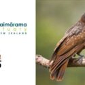 Three Kākā Take Flight – Let Them Be Wild