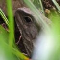 Tuatara Night Walk: The Brook Waimārama Sanctuary
