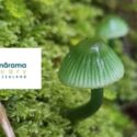 A Fantastic Fungi Adventure: The Brook Waimārama Sanctuary