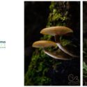 A Fantastic Fungi Adventure: The Brook Waimārama Sanctuary