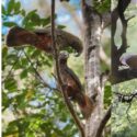 Built For Life In The Ngahere: The Brook Waimārama Sanctuary