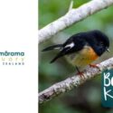Become A Kaitiaki Of Brook Waimārama Sanctuary