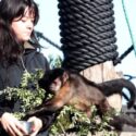 Monkeying Around In Style As New Natureland Enclosure Opens