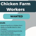 Chicken Farm Workers: A-Temp Recruitment