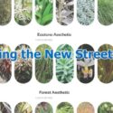 Native Planting Planned For Transformed Bridge Street